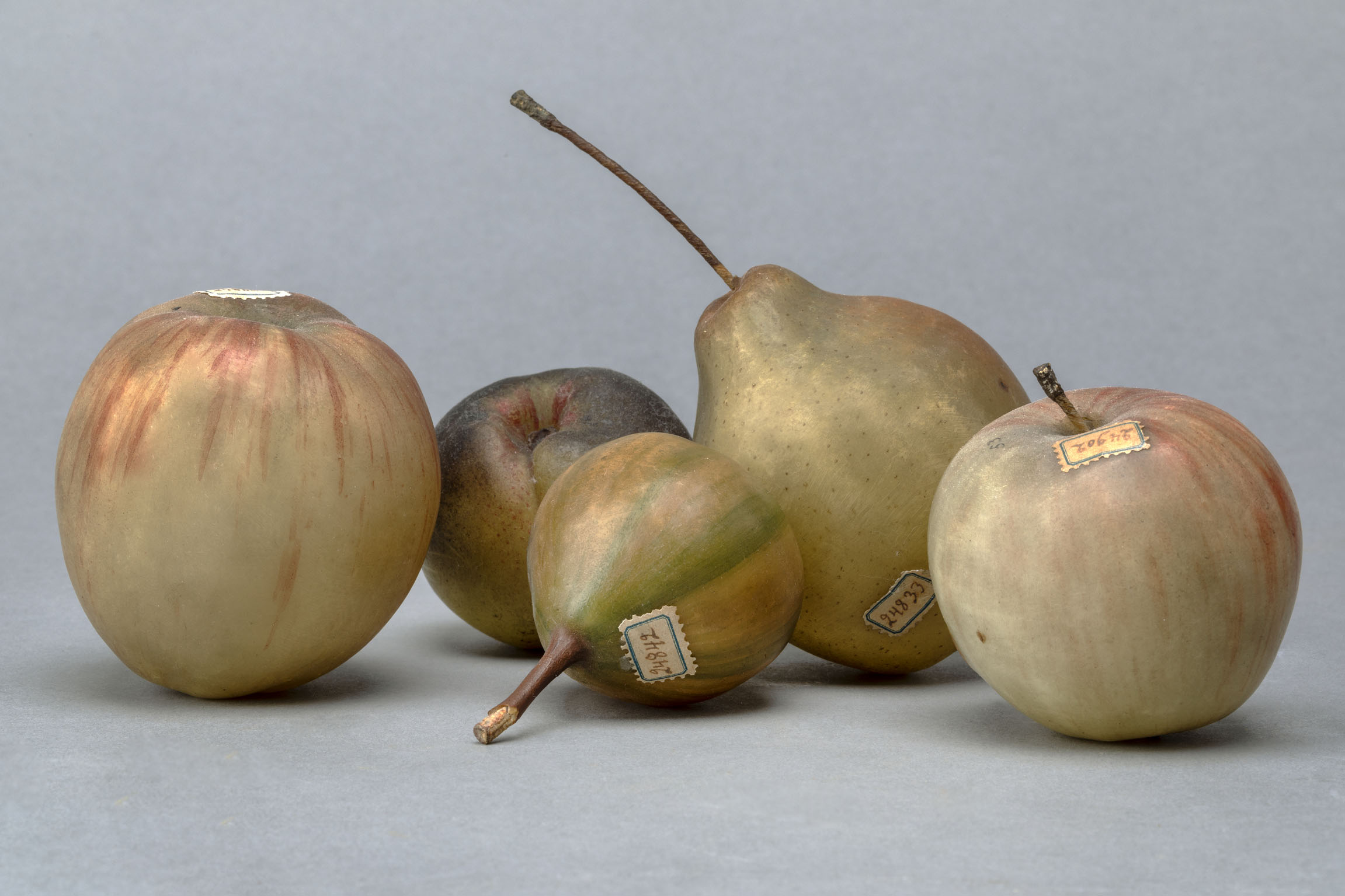 Pomologisches Kabinett, um 1800, Naturkundemuseum Bamberg © Haus der Bayerischen Geschichte, Augsburg | Foto: Uwe Moosburger