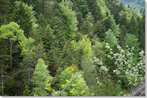 Blick in eine Wald- und Gebirgslandschaft (Foto: Bayerisches Staatsministerium für Ernährung, Landwirtschaft und Forsten)